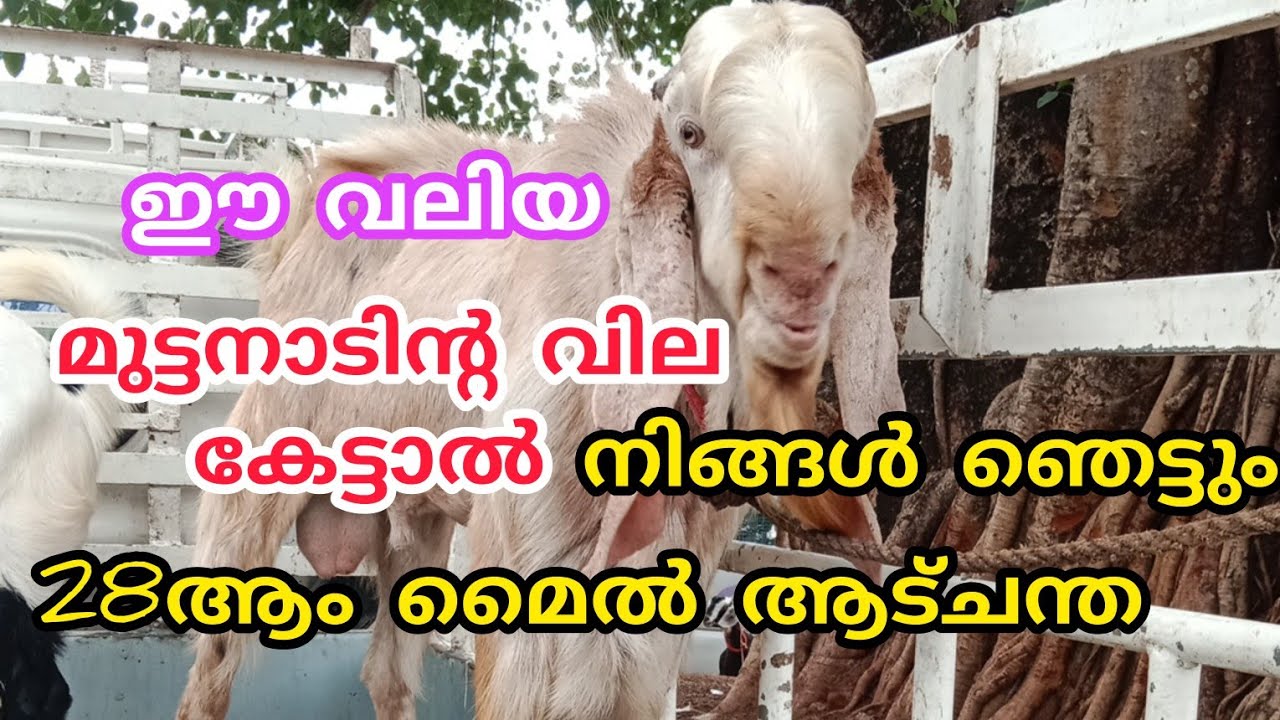ചന്തയിൽ ആടുകളുടെ ചാകര ആടുകൾക്ക്  വിലകുറഞ്ഞു❓️#goatmarketkerala #anwarvlog #goatvedio #goatfarming