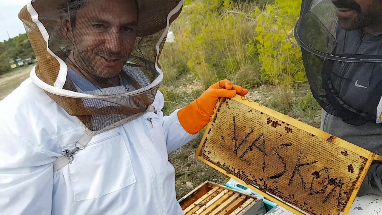 Τρύγος Ερεικόμελου. Νοέμβριος 2018
