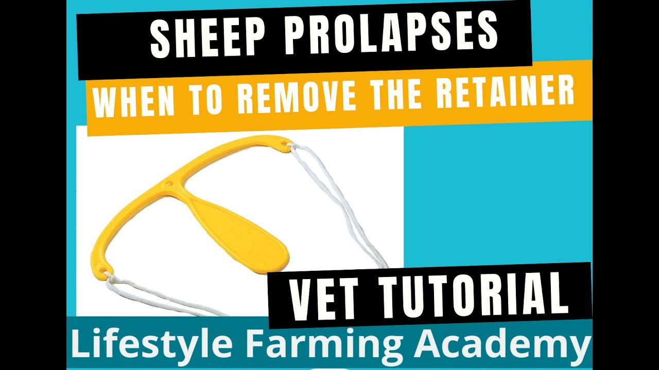Sheep Prolapses; When to remove a retainer