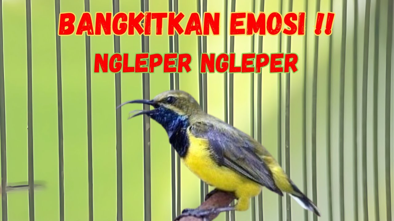 SOGON GACOR !!  NGLEPER NEMBAK NEMBAK LAWAN AUTO GELENG GELENG