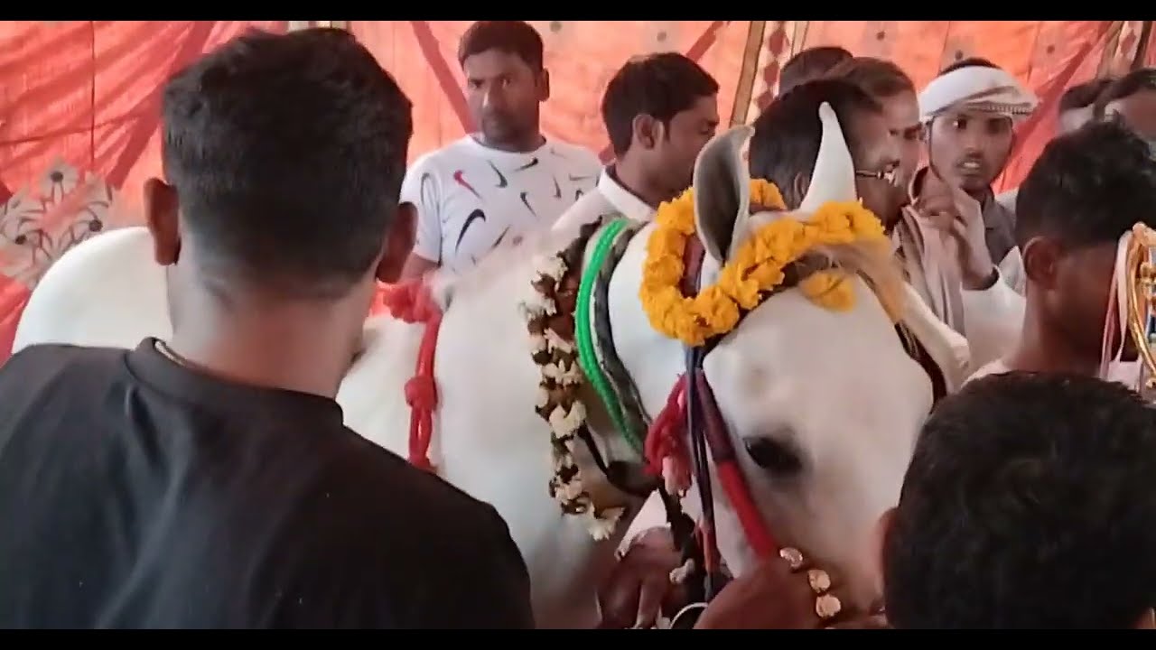 Bihar ke gav me Phli baar horse race dekha 🐎🐎/bihar me horse race 