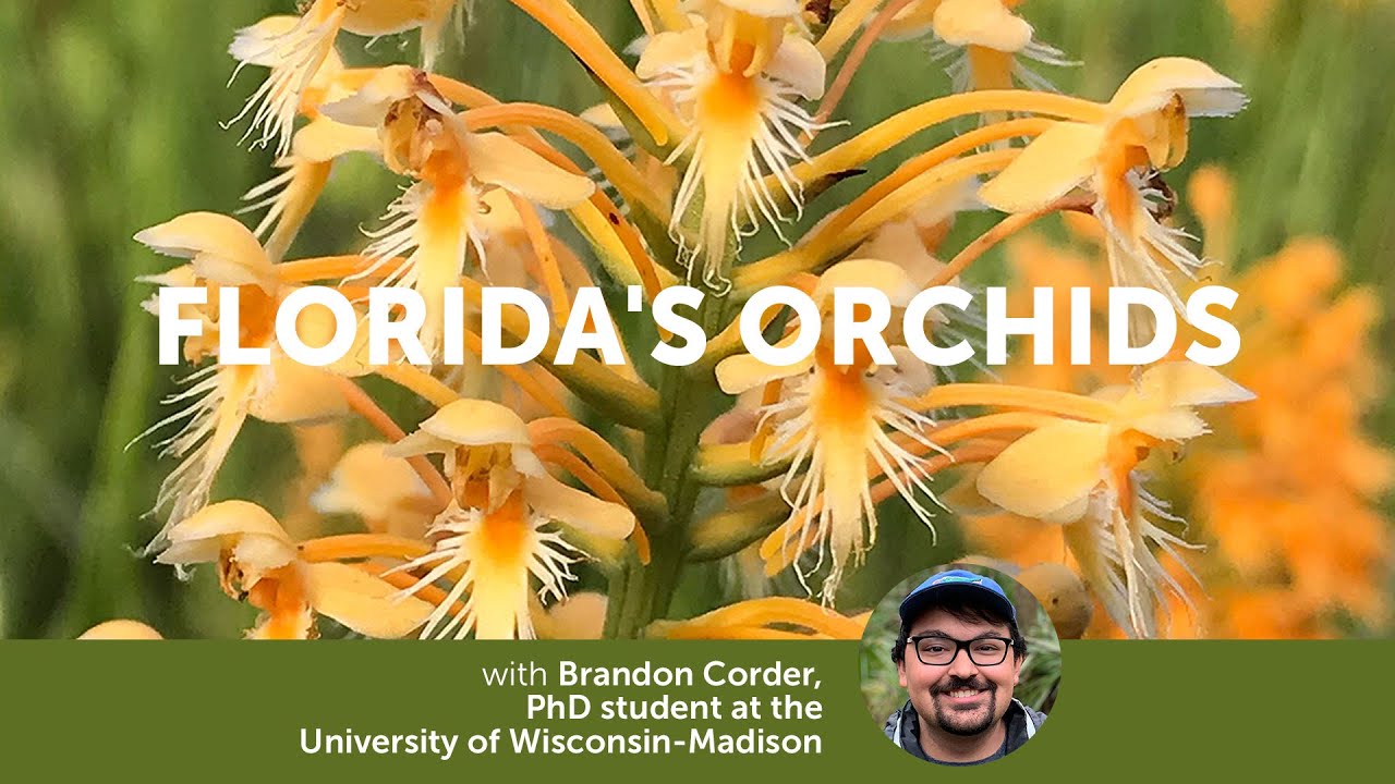 Florida's Orchids with Brandon Corder