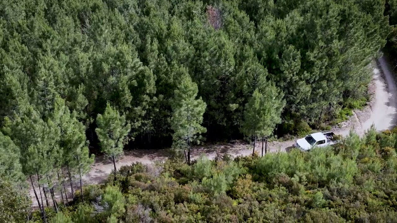 Bioestrela Regeneration Hubs Presented in English