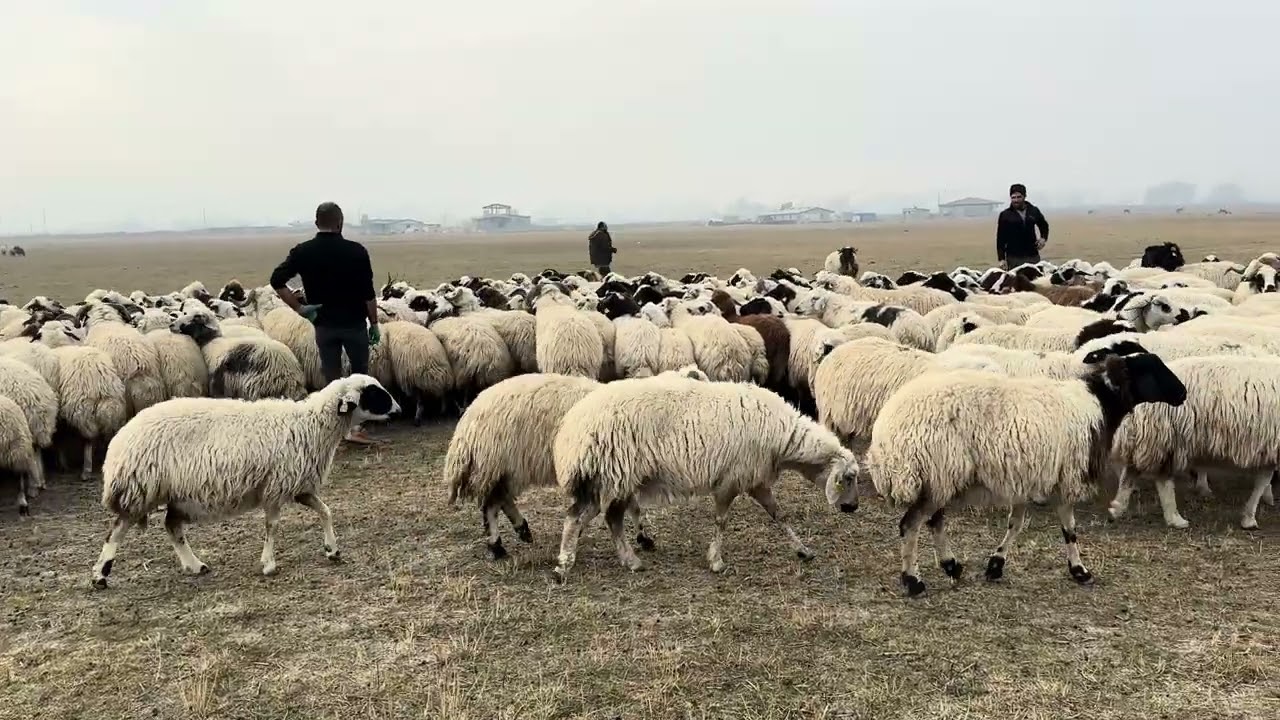 KÖPEKLERİ DOYURDUK KOYUNLARI KÖYE GETİRDİK