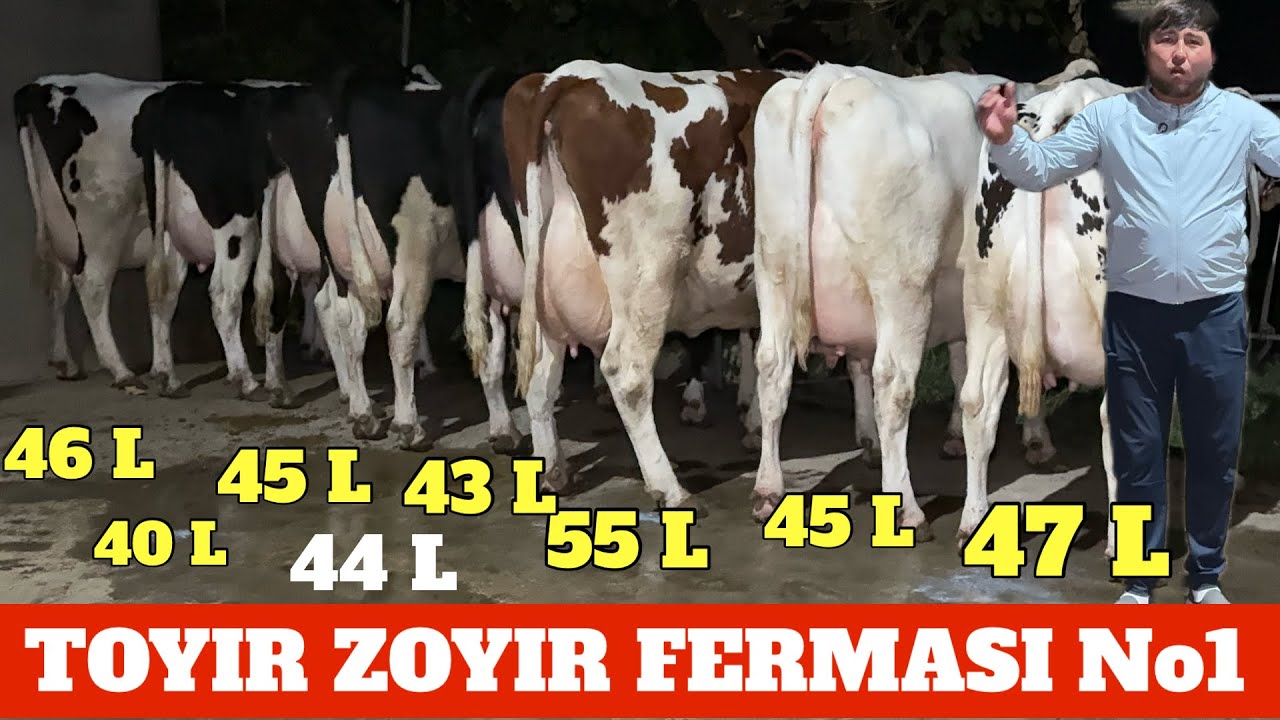 TOYIR ZOYIR FERMASI ESTONIYA DAVLATIDAN 45/55 LITR SUTGA SIGIRLA KELDI DAXSHATLARI