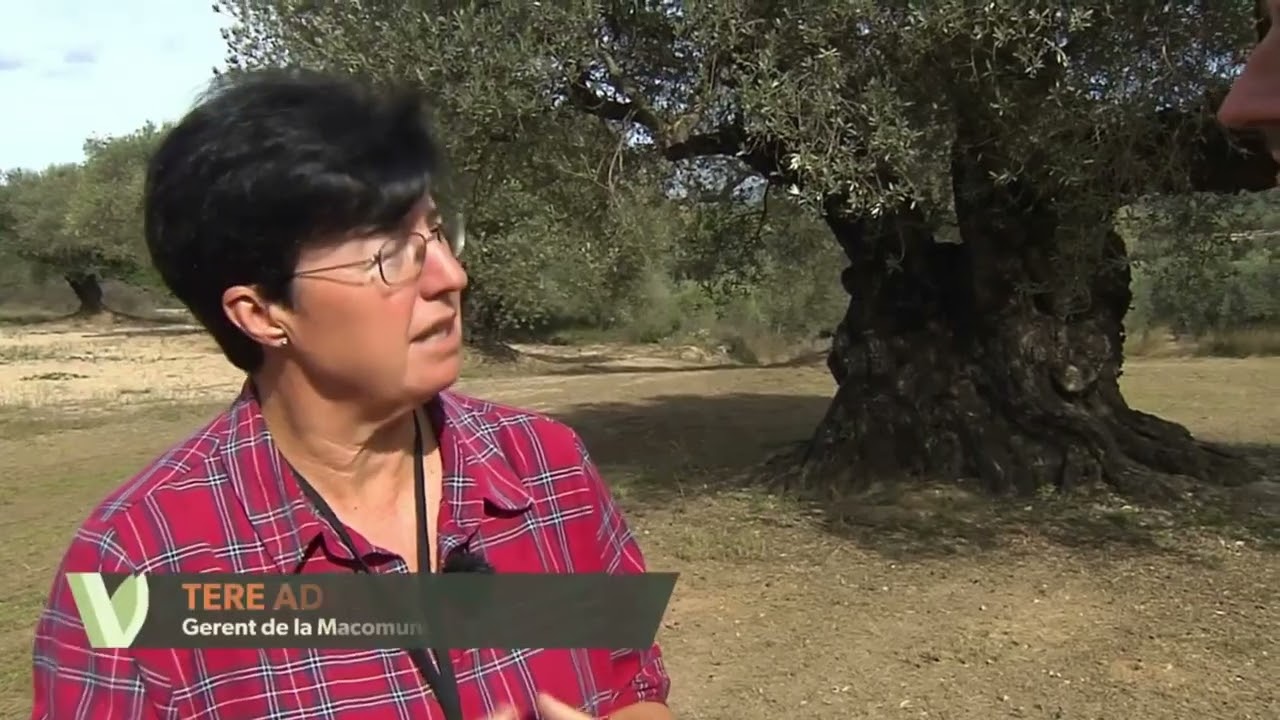 Collita oliveres mil·lenàries 2025