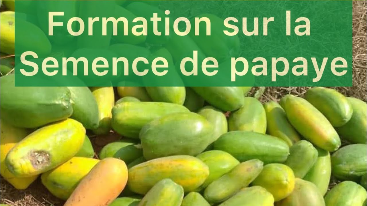 Voici la méthode de CHOIX DES SEMENCES DE PAPAYES: