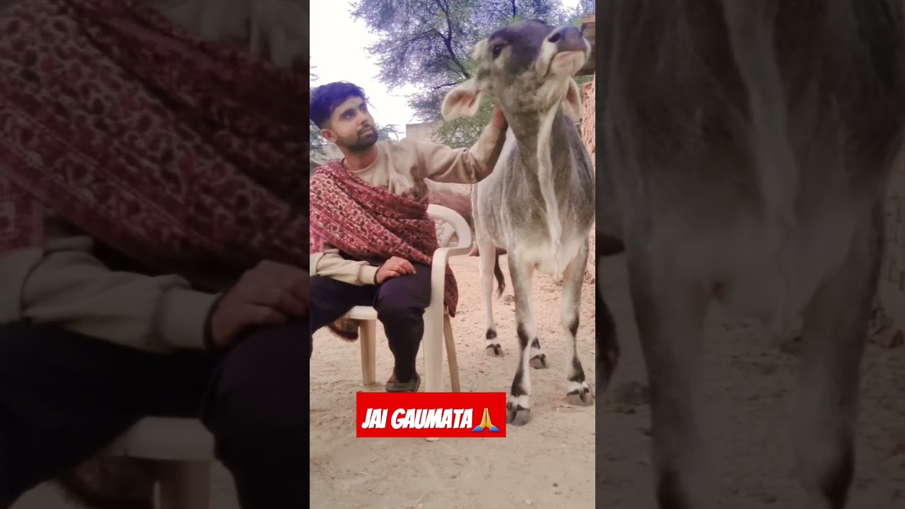 #gaumata #gauseva#gauprem🙏