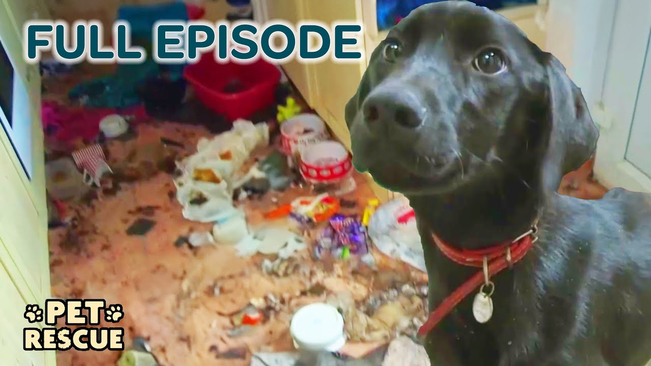 How Can People Live Like This?! Dog Rescued From FILTHY House | Dog Rescuers - Season 2 Episode 10