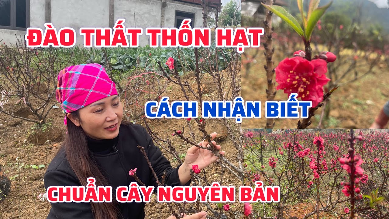 Đào thất thốn cây nguyên bản siêu phẩm hót