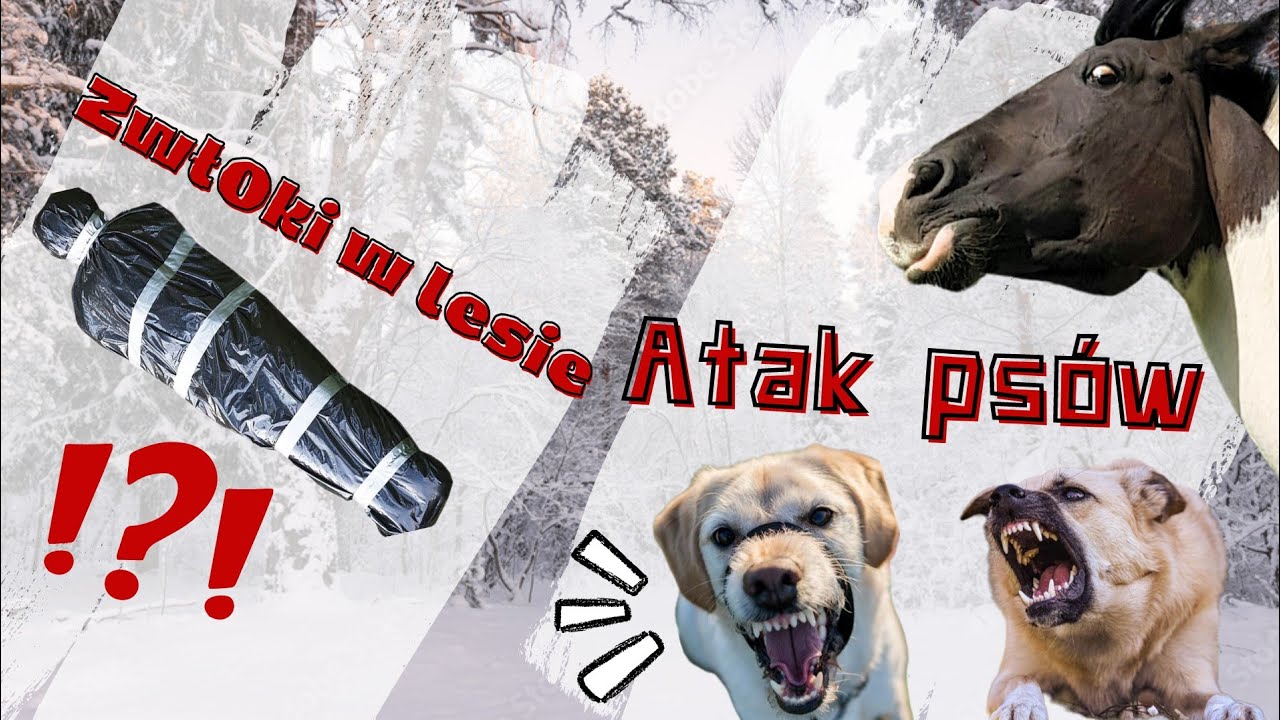 ATAK PSÓW NA KONIE W TERENIE