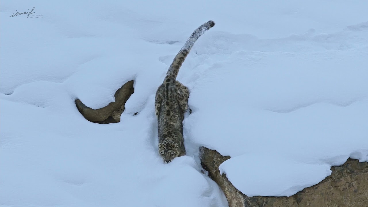 Snow Leopard difficult to walk in thick snow