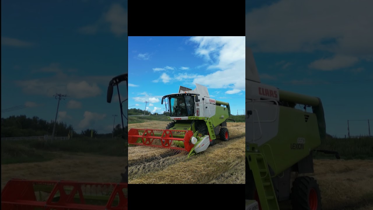 Wintar Wheat Harvesting , Picking Up Swath  | CLAAS LEXION 650
