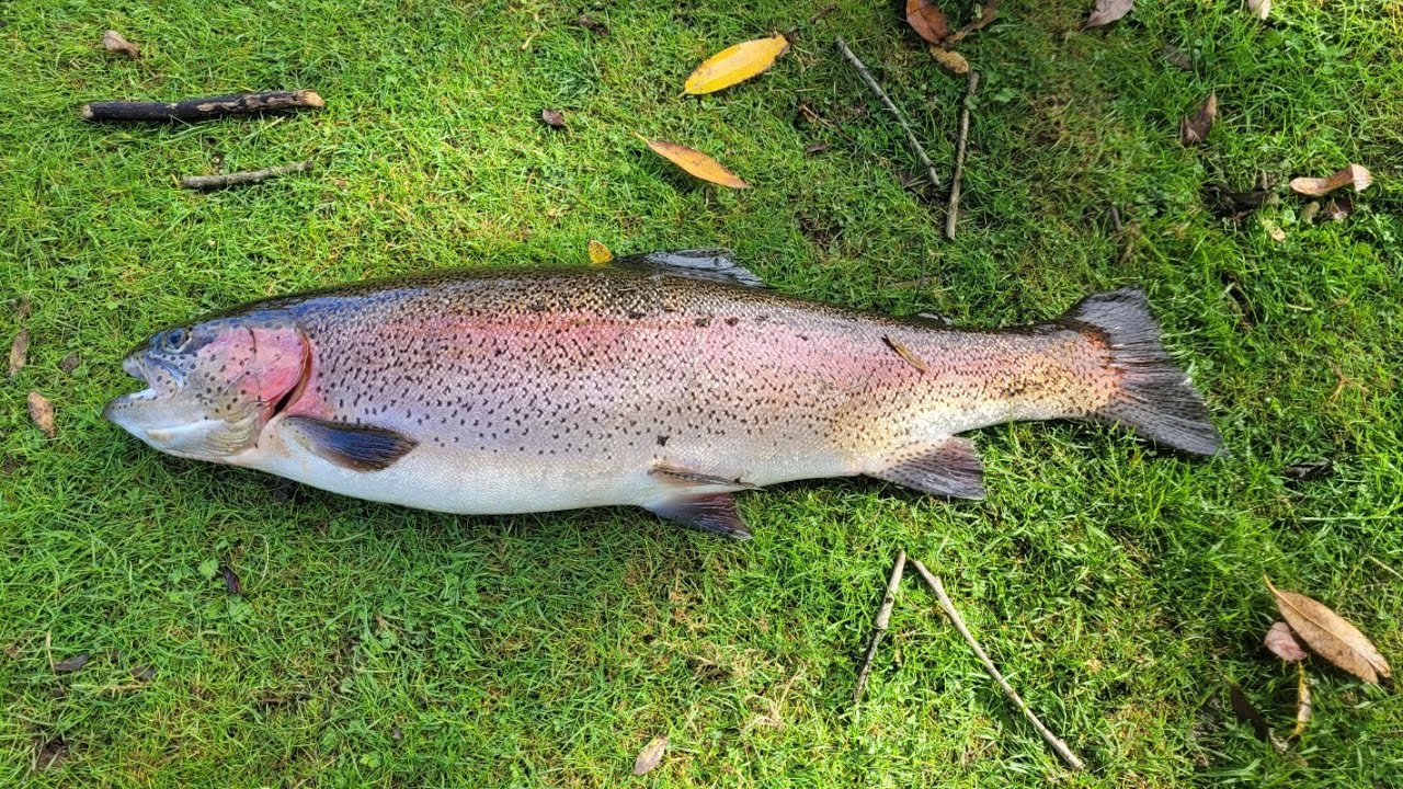 Testwood Trout Fishery, Double figure trout on the Bamboo / split cane rod, can it handle it.... 🐋🐋🐋