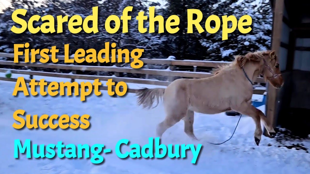 First Leading Attempt with a Lead Rope – Scared Mustang Learns to Trust | Taming with Cadbury