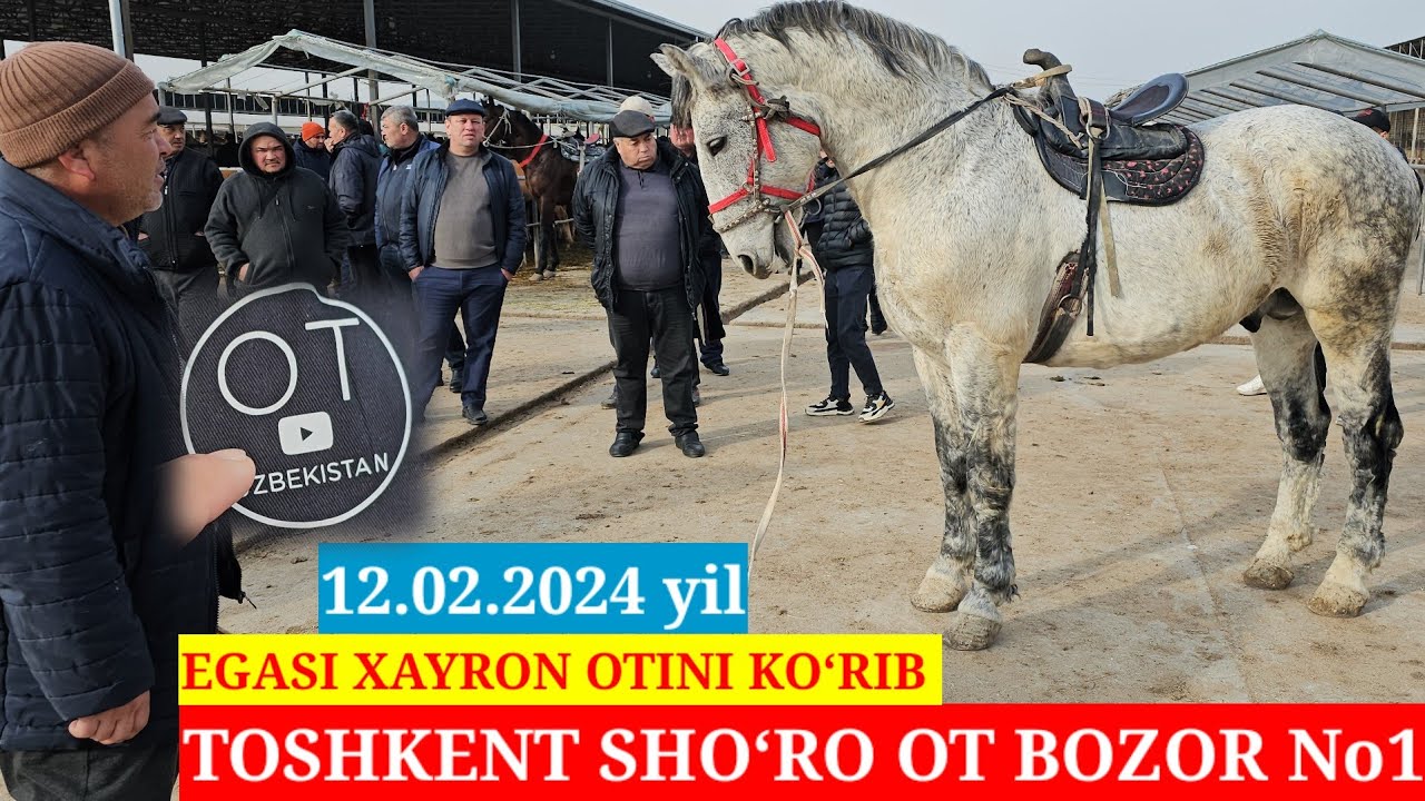 TOSHKENT SHO‘RO OT BOZOR! HORSE MARKET! OT BIYA TOYLARNI NARXLARI BILAN TANISHING BOZOR ZO‘R BO‘LDI.