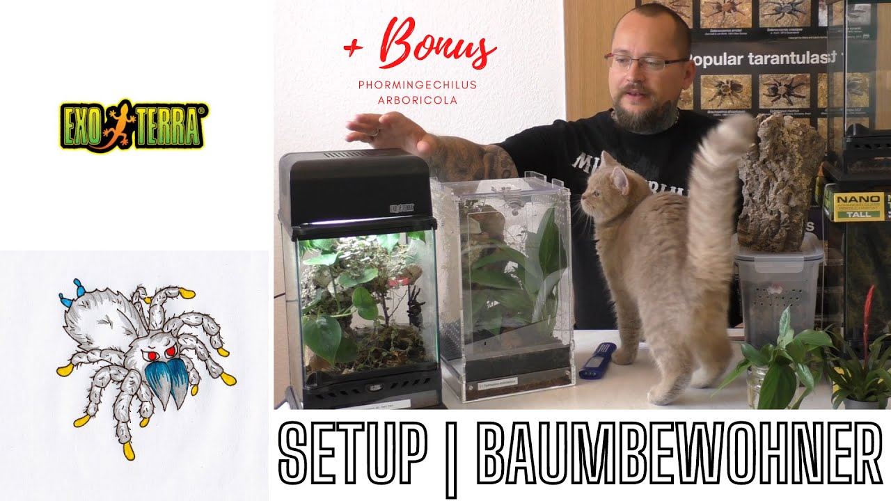Welches Terrarium für Vogelspinnen? | Baumbewohner | Terrarium - setup - Umsetzen - P. arboricola