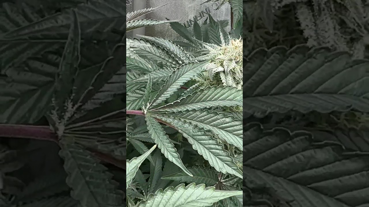 Cannabis flower stage