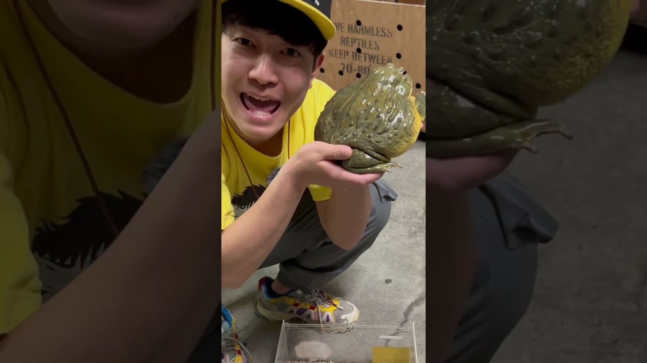 化け物級のカエルを発見！！！！！！