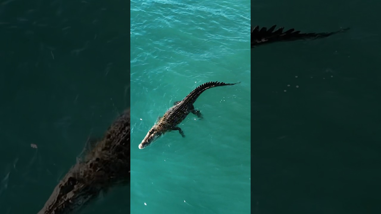 Crocodile 🐊 catch waves in ocean #srilanka #srilankanews #ahangama #crocodile #surf #surfing