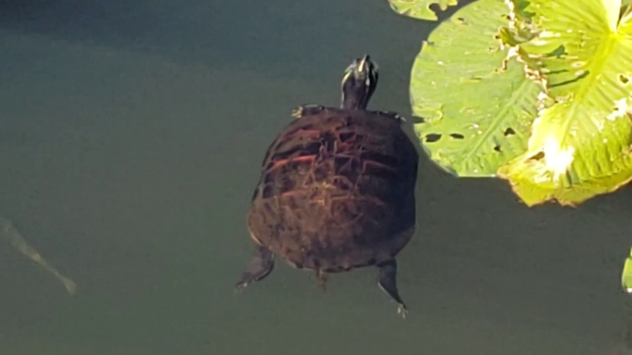 Florida red belly turtles