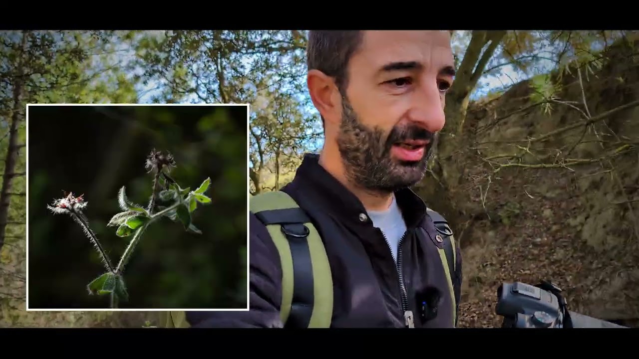 FOTOS MACRO de plantas raras disfrutando del paisaje tan raro y tan bonito con el equipo macro guau📷