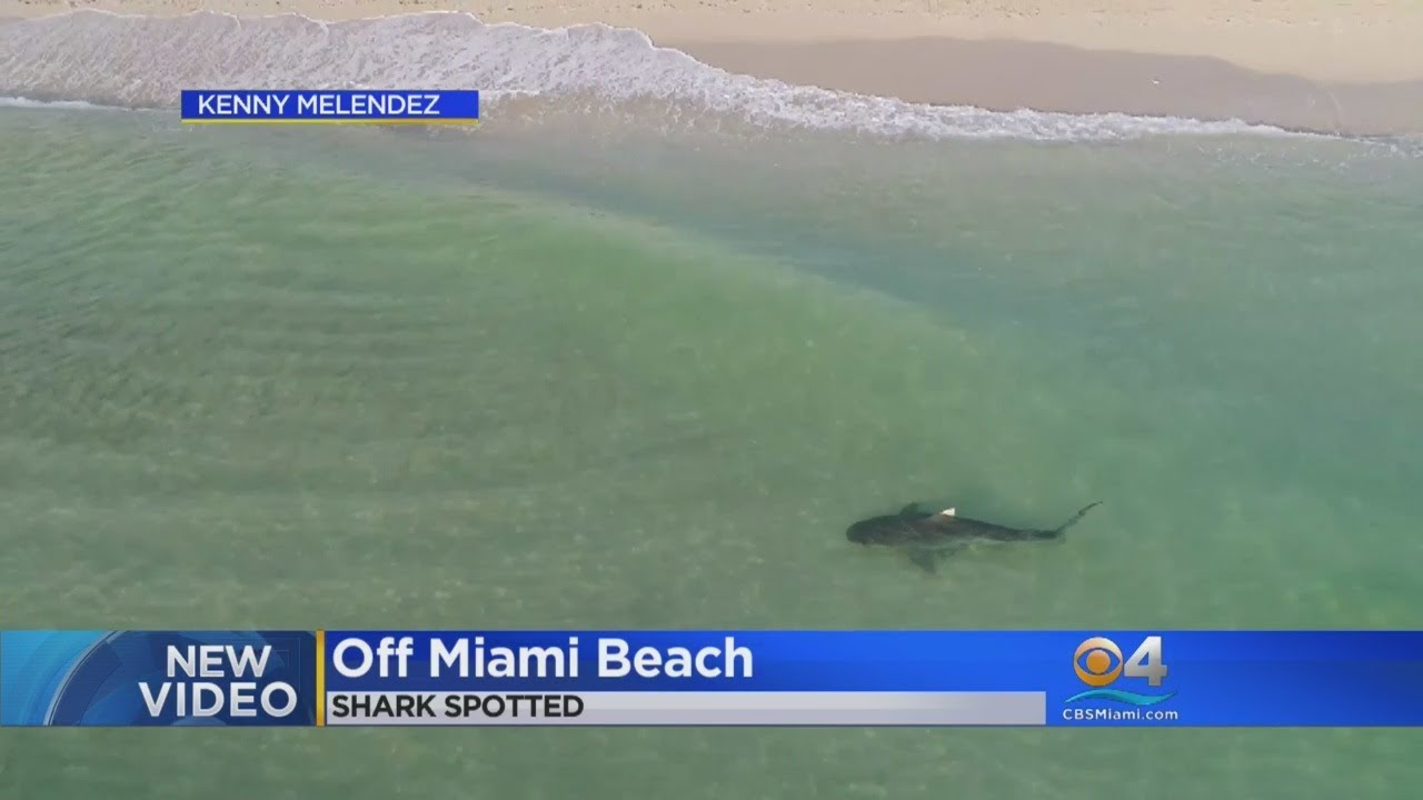 Video: Tiger Shark Spotted Roaming South Beach Shore