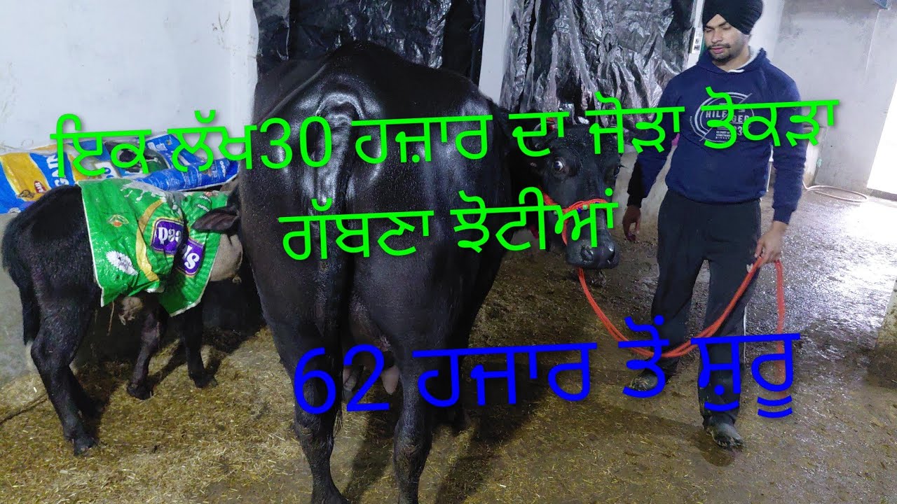 7814088635  ਤੋਕੜਾ ਗੱਬਣਾ ਝੋਟੀਆਂ ਤਾਜ਼ੀਆਂ ਸੁਣੀਆਂ 62000 ਤੋਂ ਸ਼ੁਰੂ