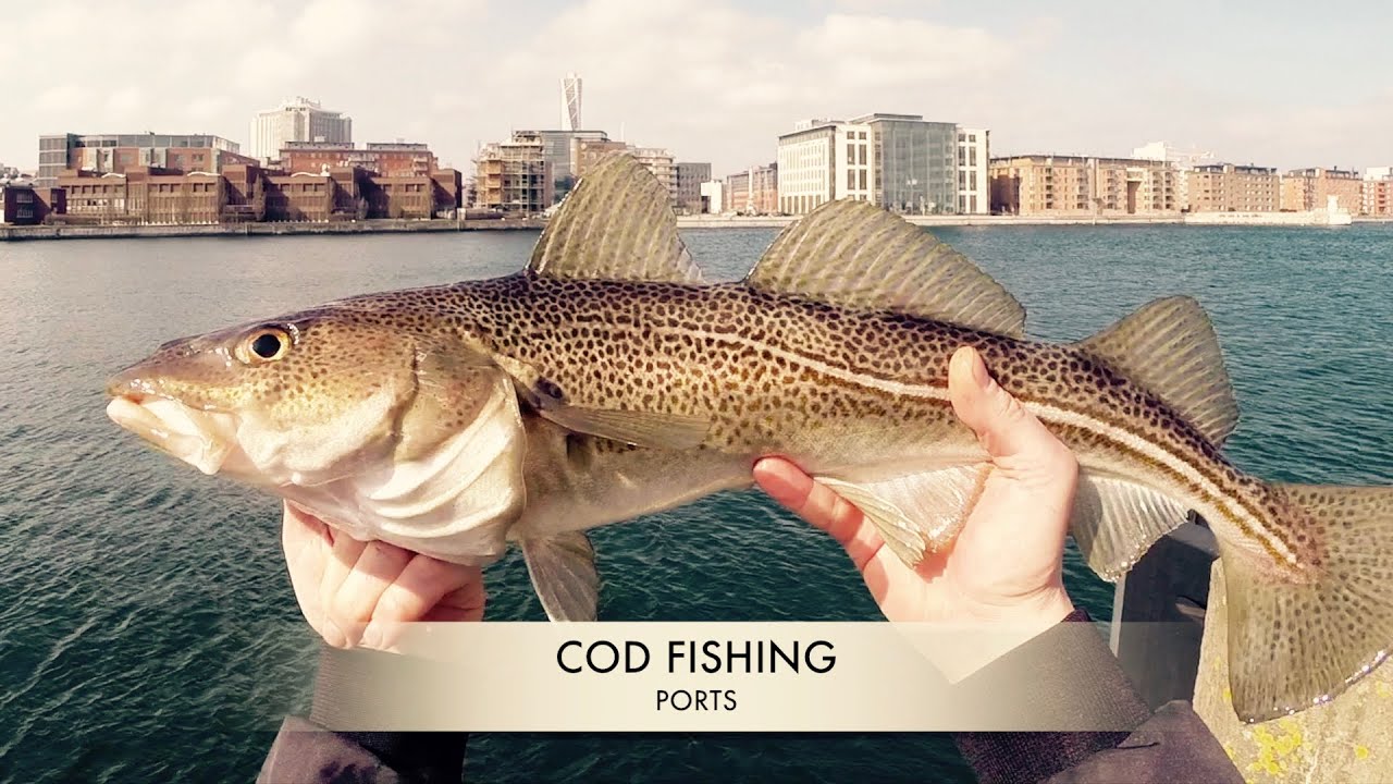Fishing Cod Ports - Torskfiske hamnar - Öresund