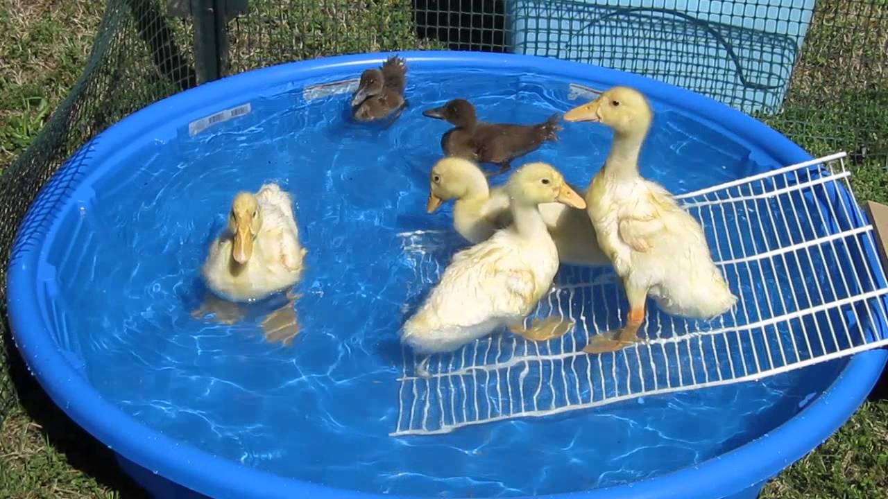 Baby Ducks first swim