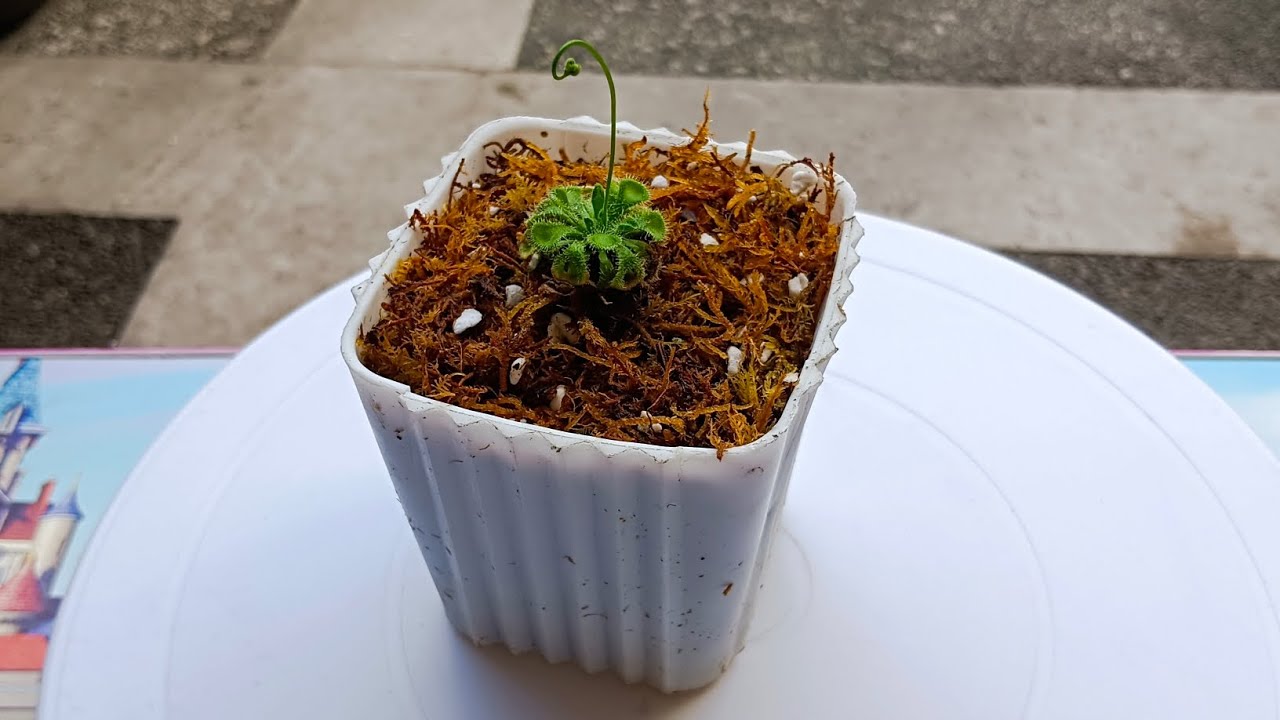 Repotting carnivorous plant Drosera Sessilifolia with new moss