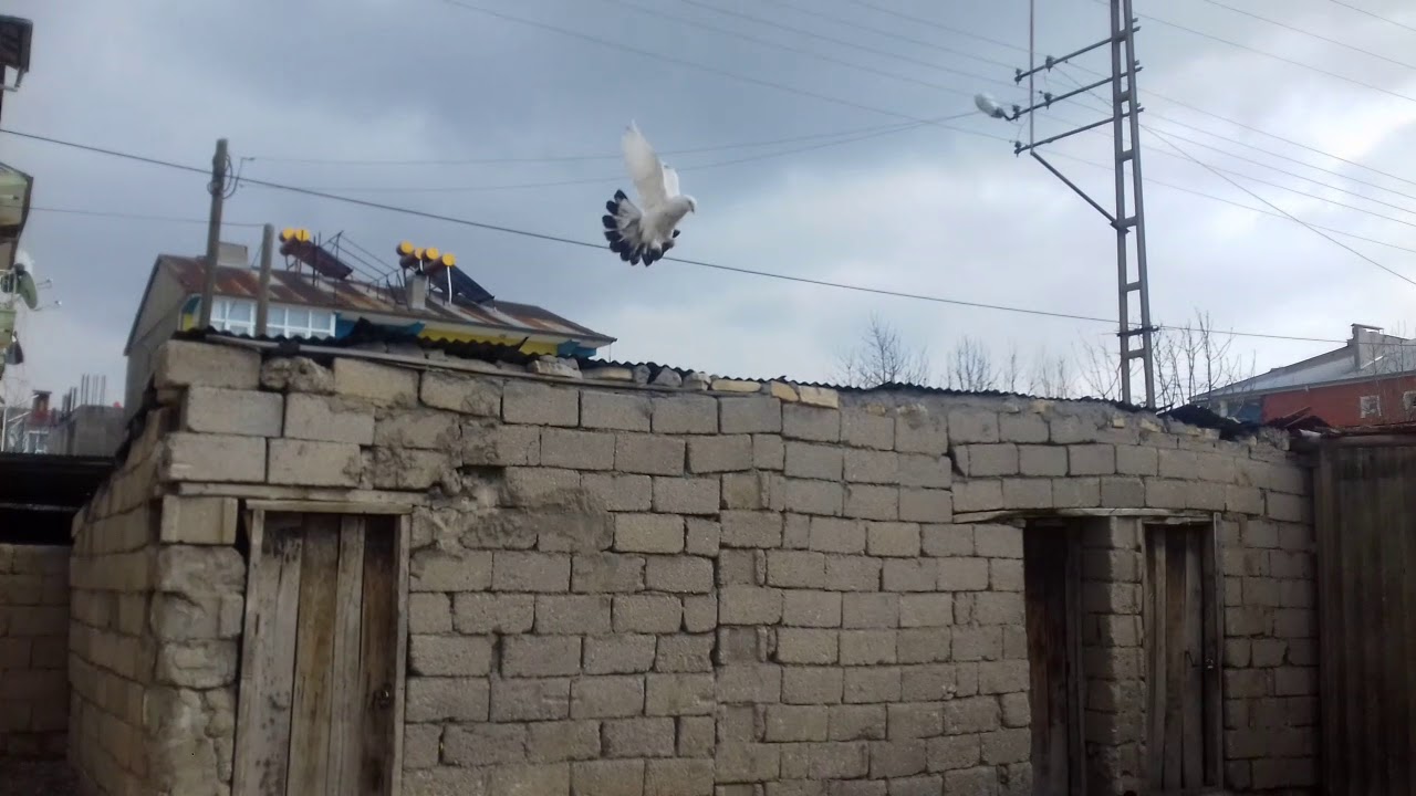 Taklacı  Van g&uuml;vercin