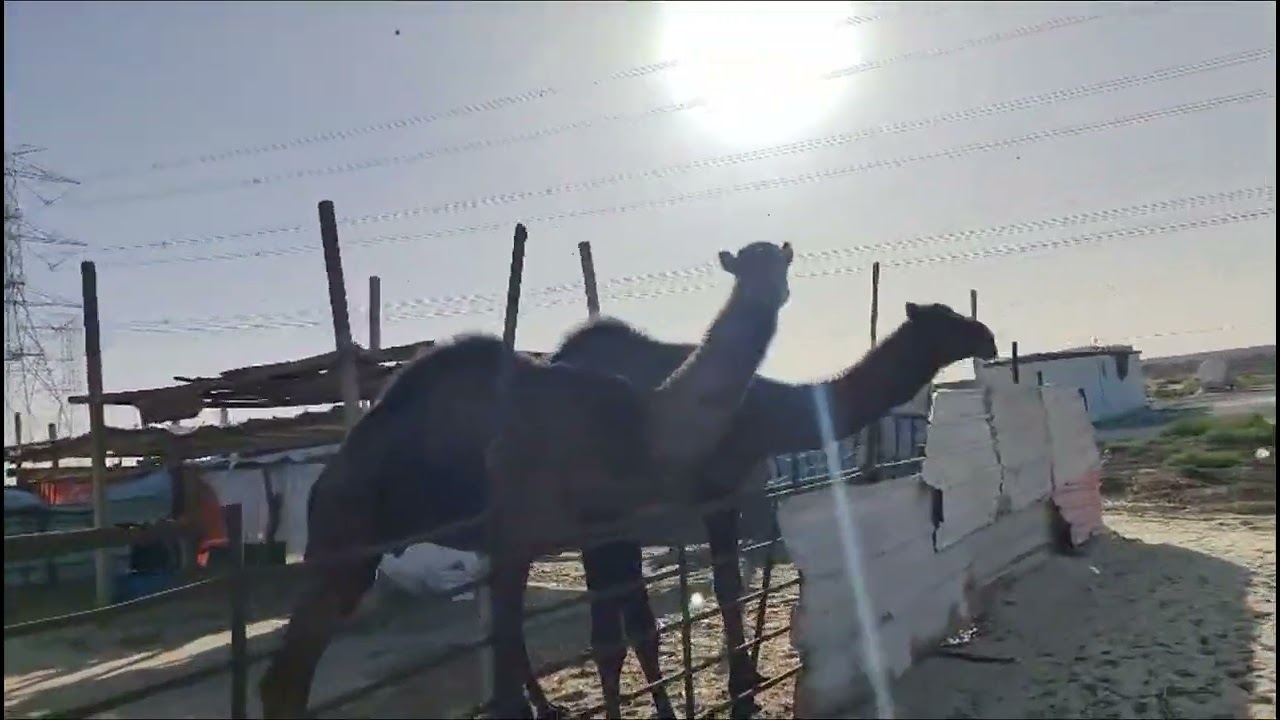 Camel Farm Dammam Saudi Arabia Video Part 01