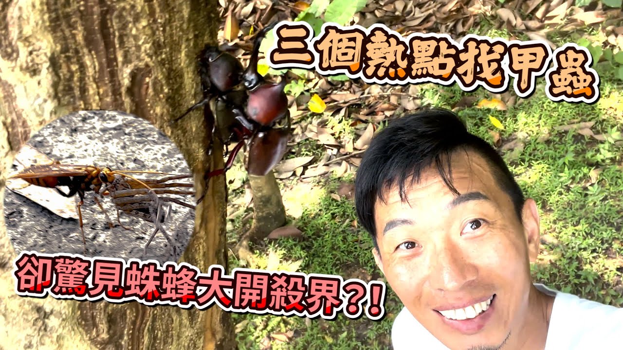 熱血阿傑超狂生態課！獨角仙多到爆？黃帶珠蜂Batozonellus annulatus狩獵大直擊！喇犽 白額高腳蛛 Trypoxylus