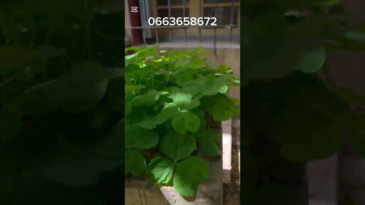 فيلا للبيع وترميموها قرب بيلير كومباطة مكناس مساحتها 286 م المرجو متابعة الفيديو الى الاخير