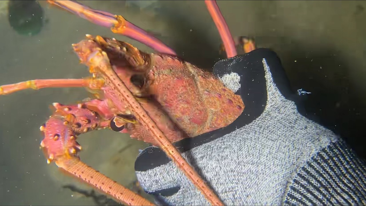 Diving under the sea to catch eels, crabs and sea cucumbers | Part 184
