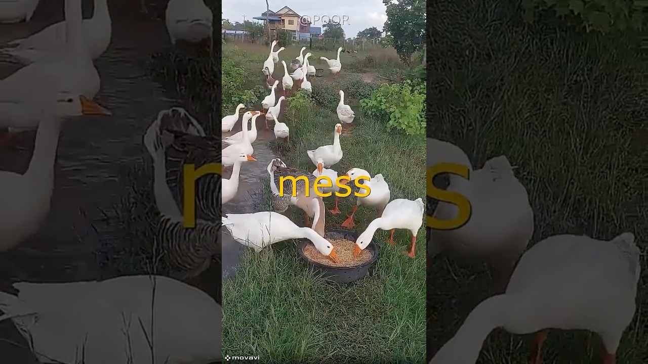 You Won’t Believe How China Uses Geese as Police! 🦢😲