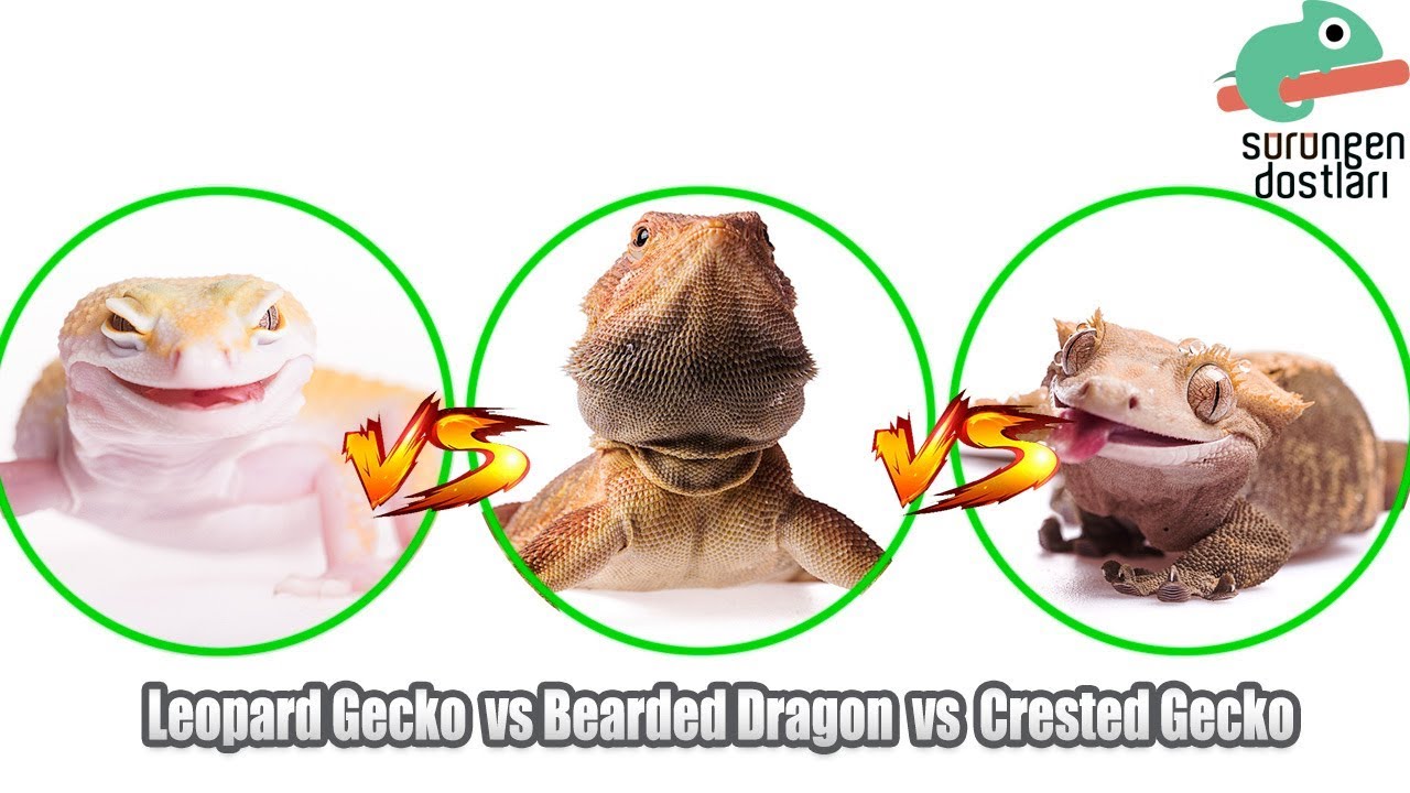 Crested Gecko vs Leopard Gecko vs Bearded Dragon - Karşılaştırma