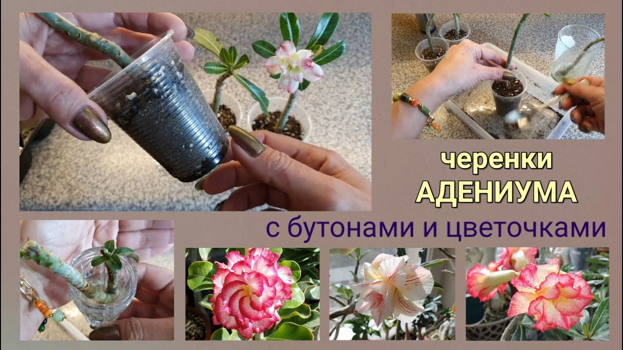 Черенки Адениума укореняются, бутонятся и цветут.. Пора сажать!