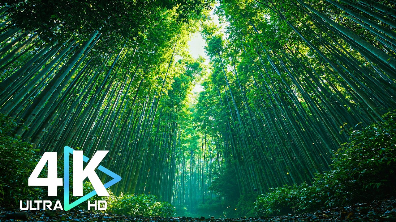 4K UHD Cinematic Nature Film | Timeless Serenity : Piano for Sleep & Focus 🌿