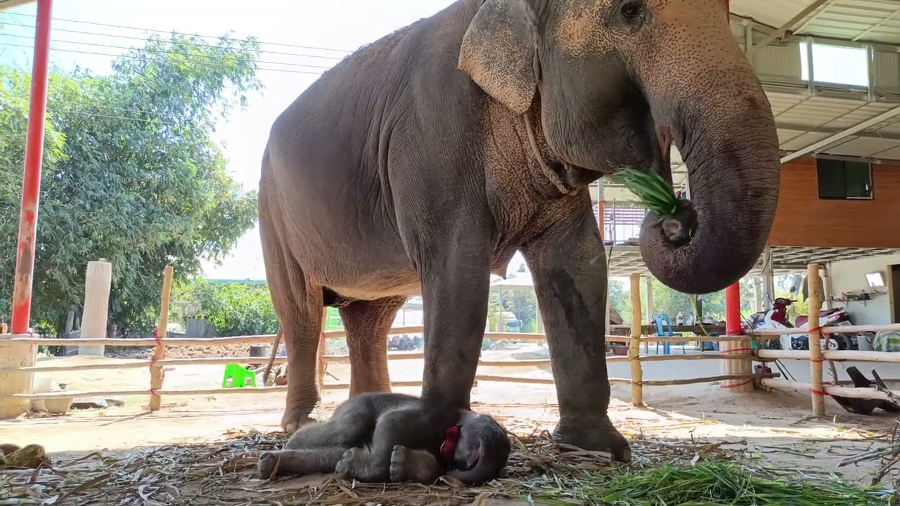 อะหล่าน้อยนอนแล้วจร้า