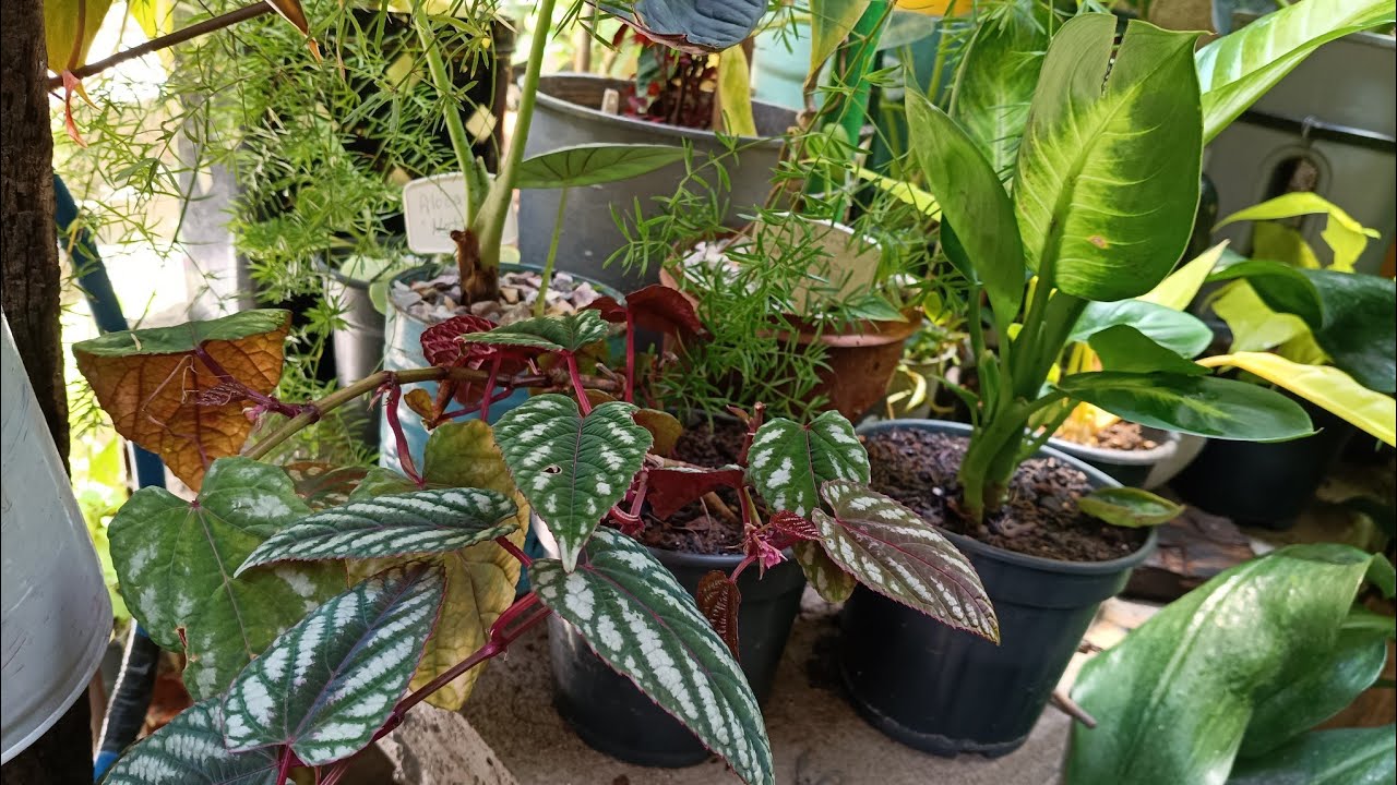 Todos os cuidados necessários com as plantas que chegaram e as anteriores 