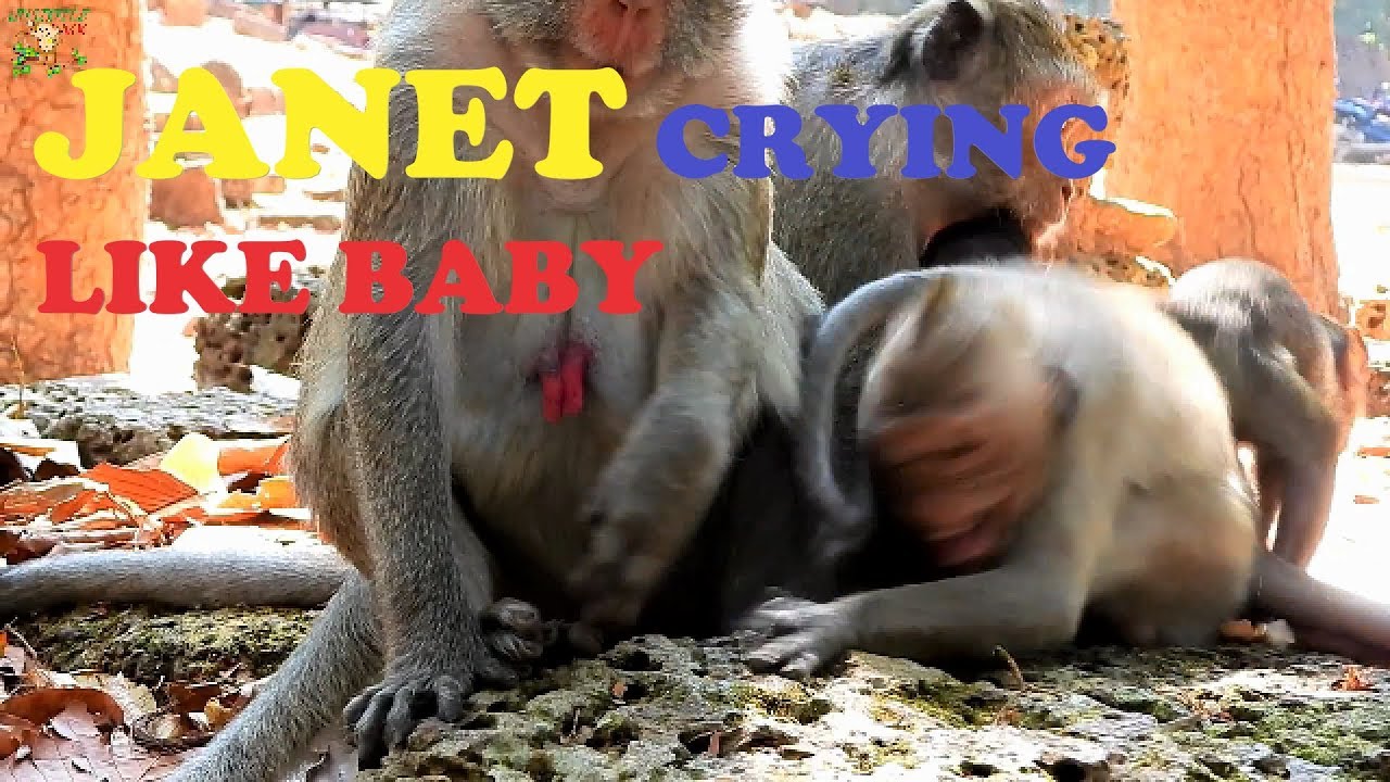 OMG - JANET CRYING CONTRACTION LIKELY BABY MONKEY NEED MILK MOM JANE CRY&CRY ASK MILK |