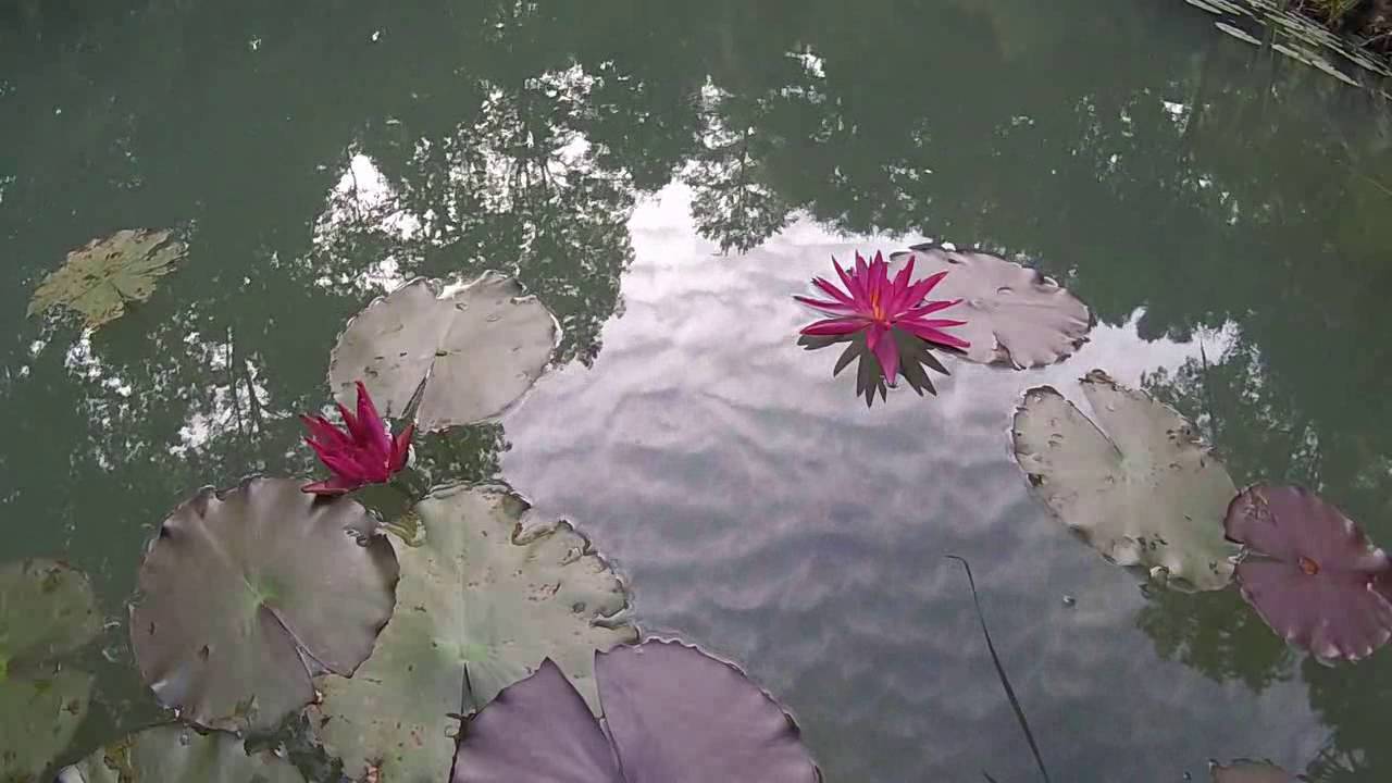 Oliver Shanti - Queen Of The Blossoms