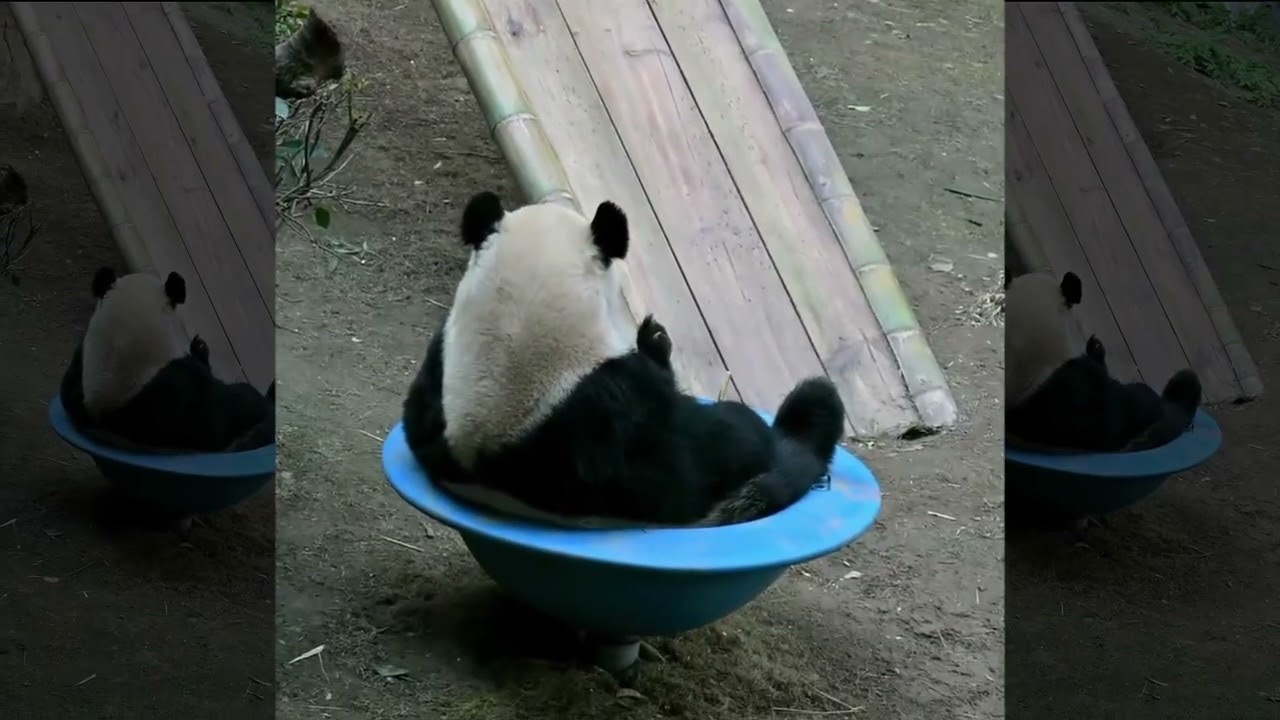 Fluffy Pandas in Their Natural Habitat | Playful Antics, Sweet Naps & Real-Time Panda Fun