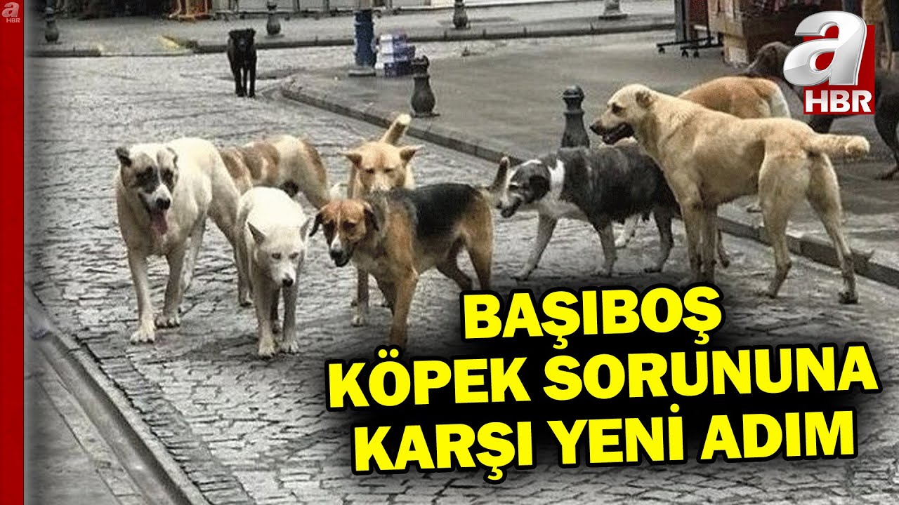 Bakan Yerlikaya'dan başıboş köpek sorunuyla ilgili açıklama... | A Haber