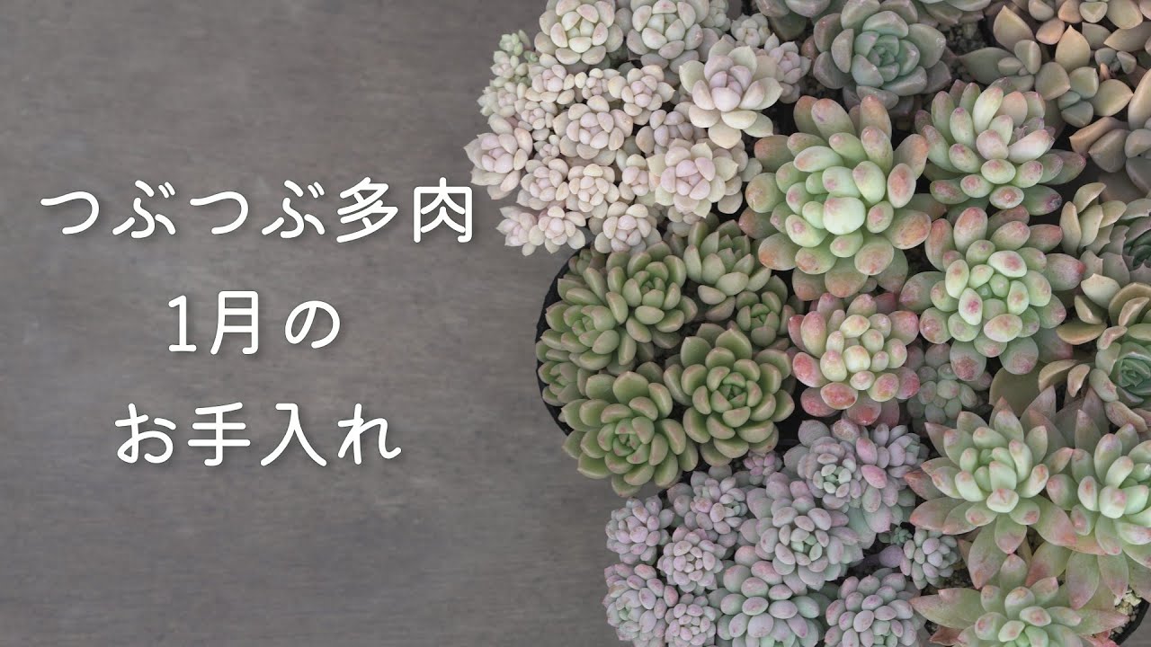 #628【多肉植物】水やり・置き場所・トラブルの時の原因と対処