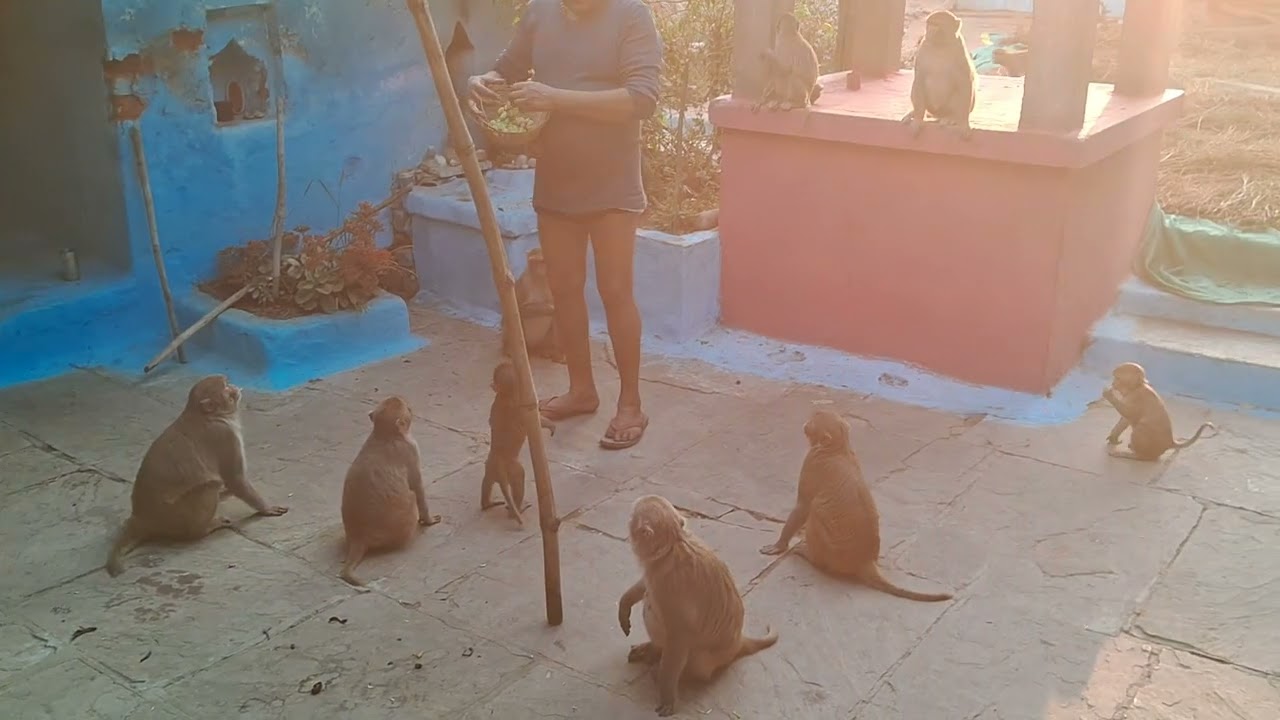 बंदर की सेवा 