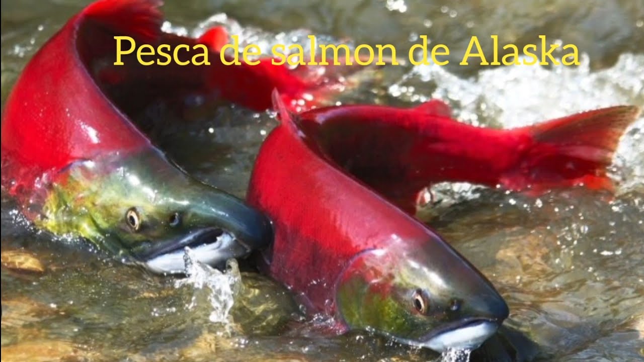 America salvaje. pesca de salmon  de  Alaska.