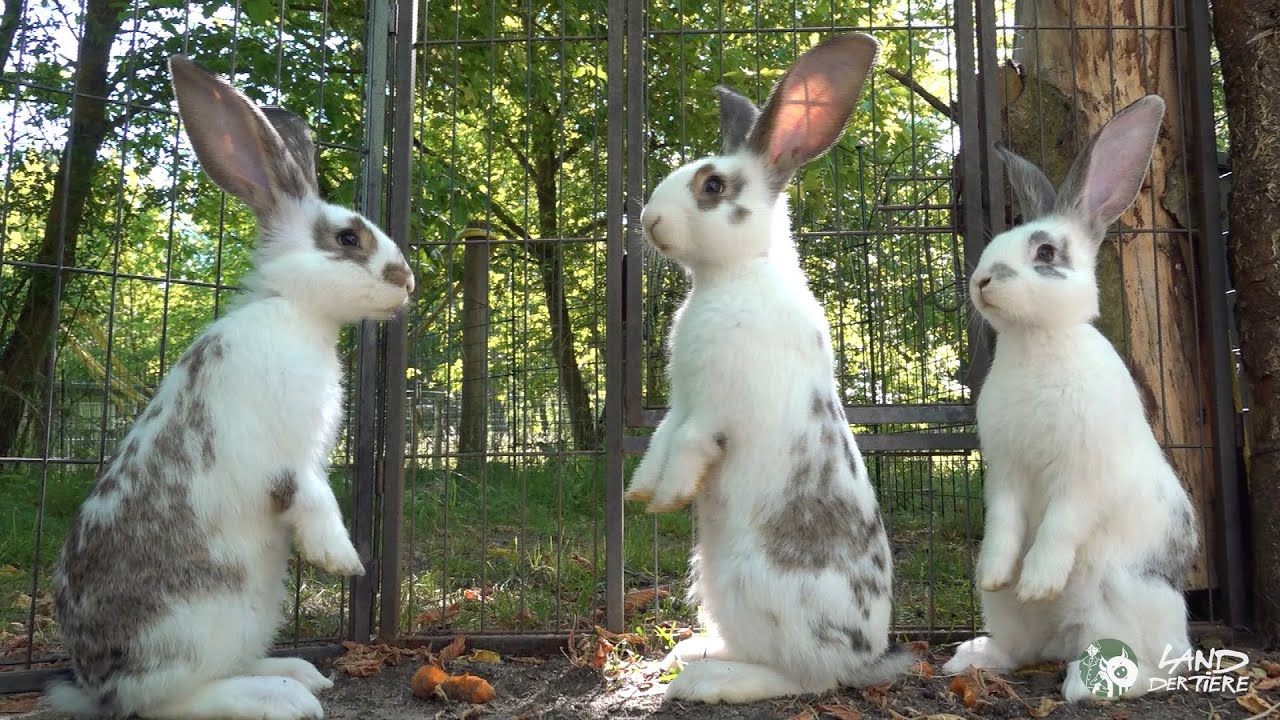 Die Osterkinder: Kaninchen wollen h&uuml;pfen! 🐇 ❤